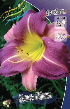 Hemerocallis Blue Sheen 215,5.  3 ..jpg