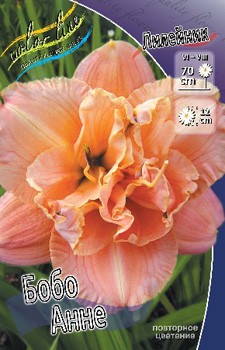 Hemerocallis Bobo Anne 436,5.  2.jpg