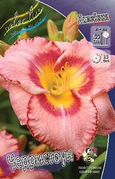 Hemerocallis Cherrystone 193,7.  2 ..jpg