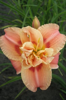 Hemerocallis Congo Coral 448,7.  3 ..jpg