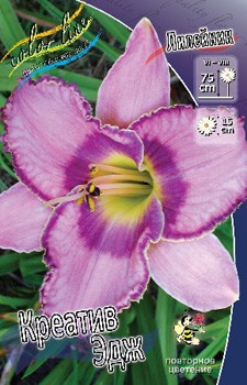 Hemerocallis Creative Edge 230,1.  2 ..jpg