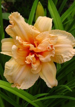 Hemerocallis Double Dream 303.  3 ..jpg