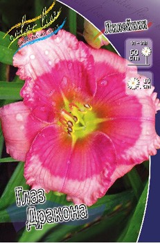 Hemerocallis Dragons Eye 230,10.  2 ..jpg