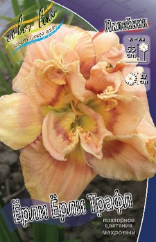 Hemerocallis Early Early Truffle 351,5.  2 ..jpg