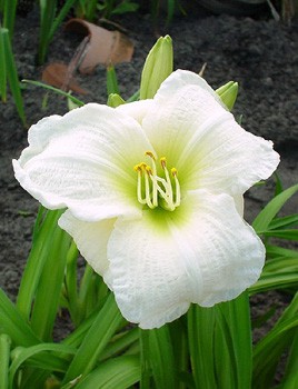 Hemerocallis Gentle Shepherd 222,8.  3 ..jpg