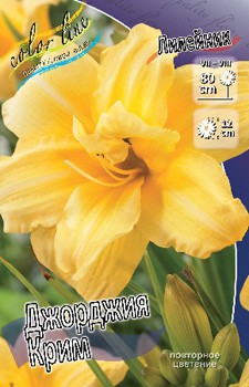 Hemerocallis Georgia Cream 241,00.  3 ..jpg