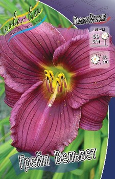 Hemerocallis Grape Velvet 266,5.  3 ..jpg