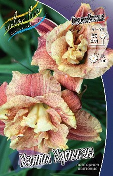 Hemerocallis Happy Hooligan 448,7.  3 ..jpg