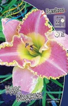 Hemerocallis Ida's Magic 266,5.  2 ..jpg