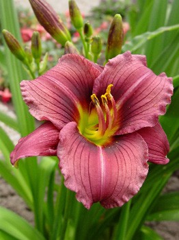 Hemerocallis Little Grapette 157,2.  2 ..jpg