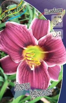 Hemerocallis Little Missy 284,7.  5 ..jpg