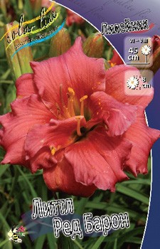 Hemerocallis Little Red Baron 412,3.  3 ..jpg