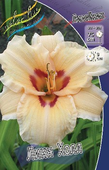 Hemerocallis Lynn Hall 284,7.  5 ..jpg