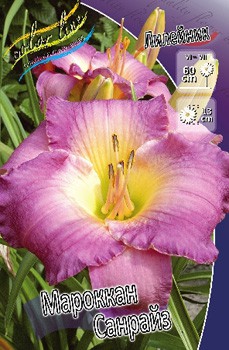 Hemerocallis Moroccan Sunrise 339,4.  3 ..jpg