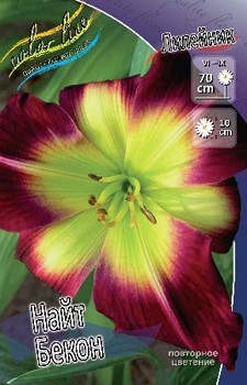 Hemerocallis Night Beacon 248,3.  3 ..jpg