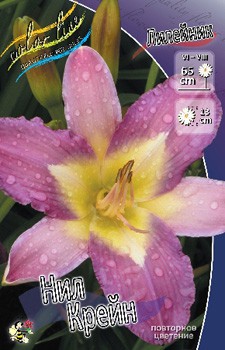 Hemerocallis Nile Crane 248,3.  3 ..jpg