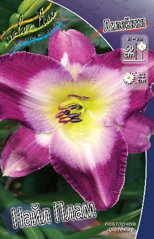 Hemerocallis Nile Plum 293,2.  2 ..jpg