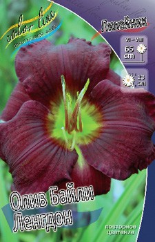 Hemerocallis Olive Bailey Langdon 193,7.  2 ..jpg