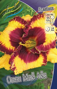 Hemerocallis Open My Eyes 278,7 .  2 ..jpg