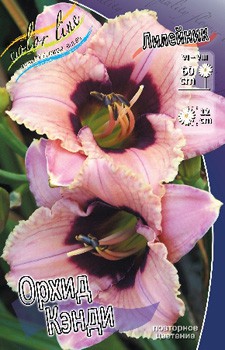 Hemerocallis Orchid Candy 181,5.  2 ..jpg