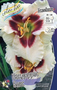 Hemerocallis Pandorras Box 309.  5 ..jpg