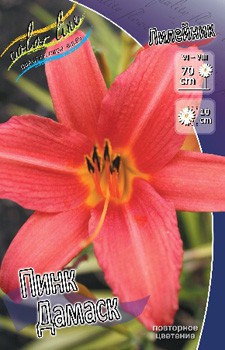 Hemerocallis Pink Damask 207.  5 ..jpg