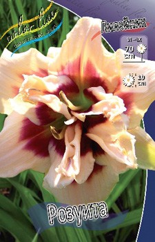 Hemerocallis Roswitha 412,3.  3 ..jpg