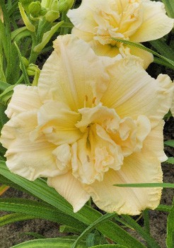 Hemerocallis Schnickel Fritz 357,6.  3 ..jpg