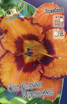 Hemerocallis San Luis Halloween 315,10.  2 ..jpg