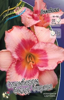 Hemerocallis Strawberry Fields Forever 205,8.  2 ..jpg