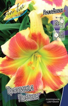 Hemerocallis Tropical Passion 278,7 .  2 ..jpg