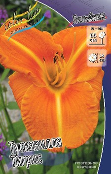 Hemerocallis Tuscawilla Tigris 193,7.  2 ..jpg