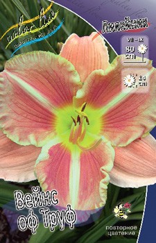 Hemerocallis Veins Of Truth 205,8.  2 ..jpg