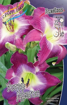 Hemerocallis Water Dragon 315,10.  2 ..jpg