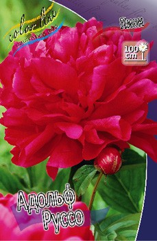 Paeonia Adolphe Rousseau 266,5.  2 .jpg