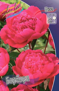 Paeonia Barbara 283,5 .  2 .jpg