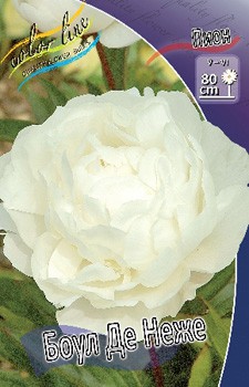 Paeonia Boule De Neige 315,10 .  2 .jpg