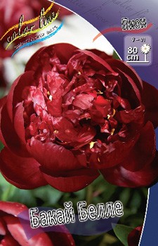 Paeonia Buckeye Bell 406,2 .  2 .jpg