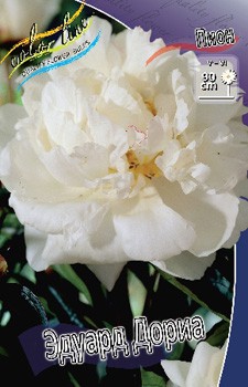 Paeonia Edouard Doriat 317,5 .  2 .jpg