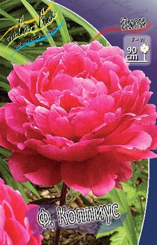 Paeonia F Koppius 315,10 .  2 .jpg