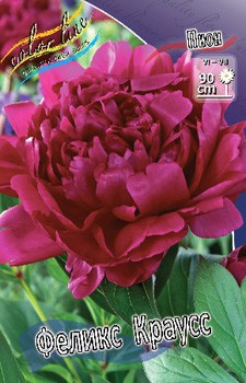 Paeonia Felix Crousse 266,5.  2 .jpg