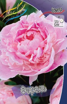 Paeonia Forel 249,5.  2 .jpg