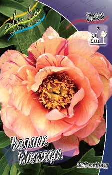 Paeonia ITOH Callies Memory 861,6.  1 ..jpg