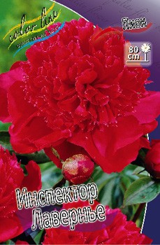 Paeonia Inspecteur Lavergne  249,5 .  2 .jpg