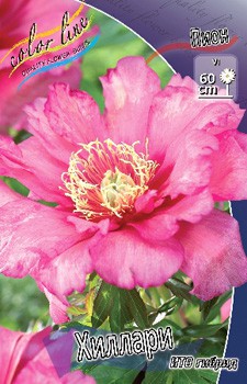 Paeonia ITOH Hillary 1347,3.  1 ..jpg