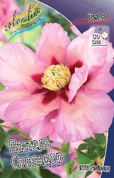 Paeonia ITOH Pastel Splendor 1347,3.  1 ..jpg