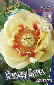 Paeonia ITOH Yellow Dream 861,6.  1 ..jpg