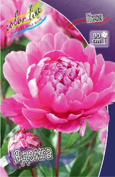 Paeonia Jadwiga 283,5 .  2 .jpg