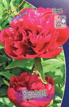 Paeonia Kansas 266,5.  2 .jpg