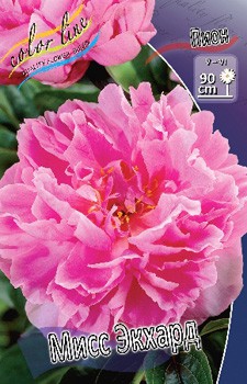 Paeonia Miss Eckhart  249,5 .  2 .jpg